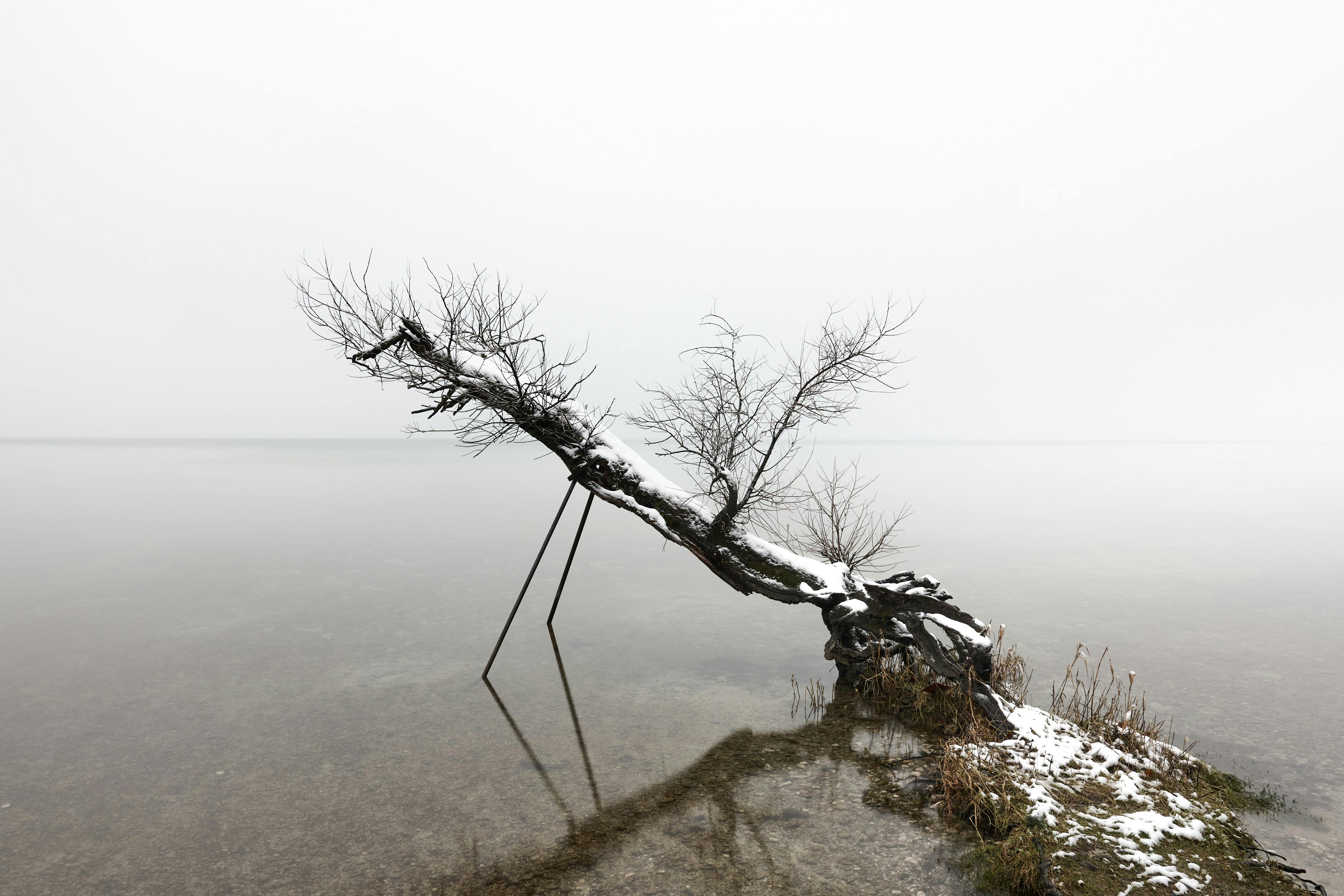 bare tree on wetland