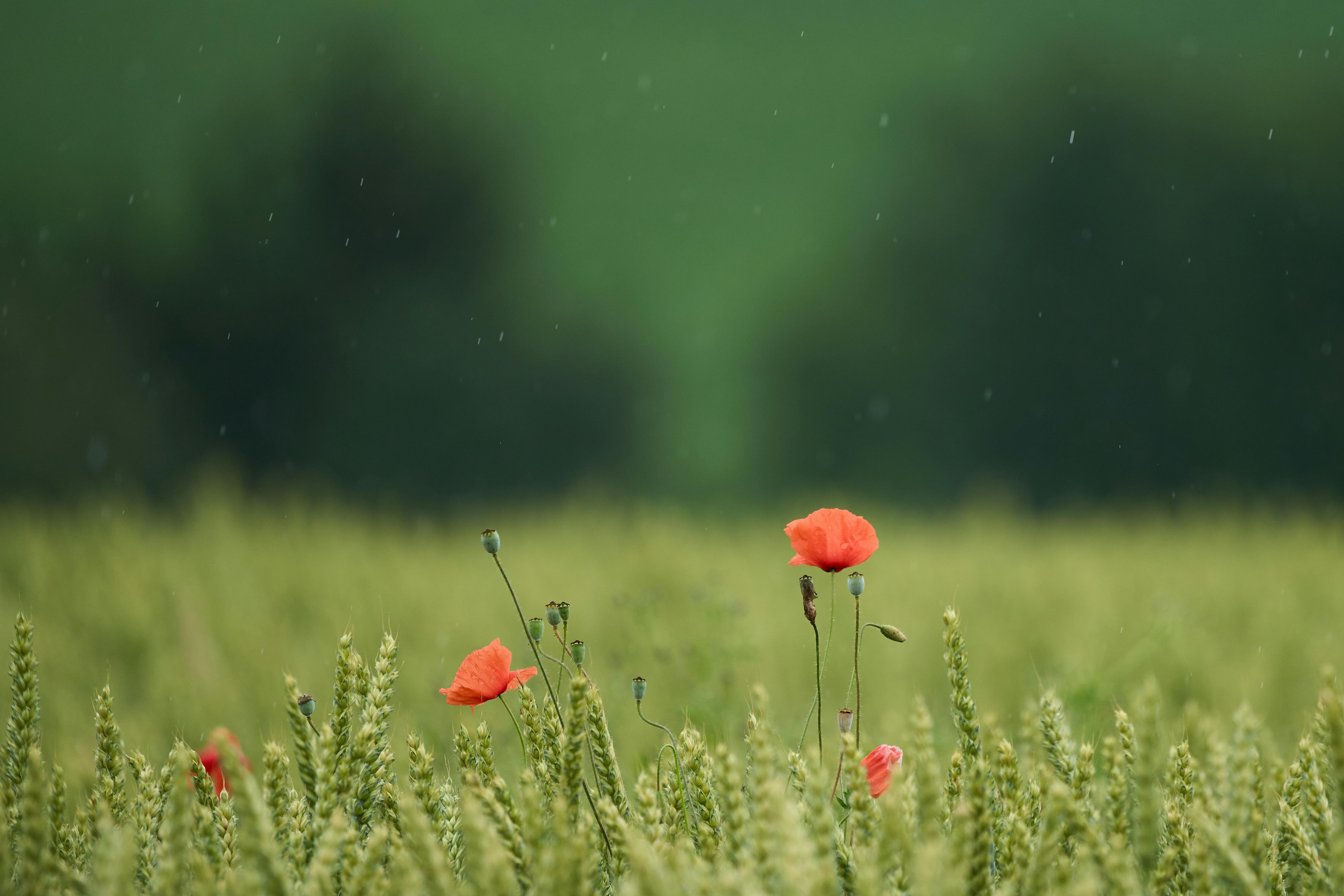 Vibrant red poppies amidst lush green wheat under a gentle rainfall, capturing rural beauty.