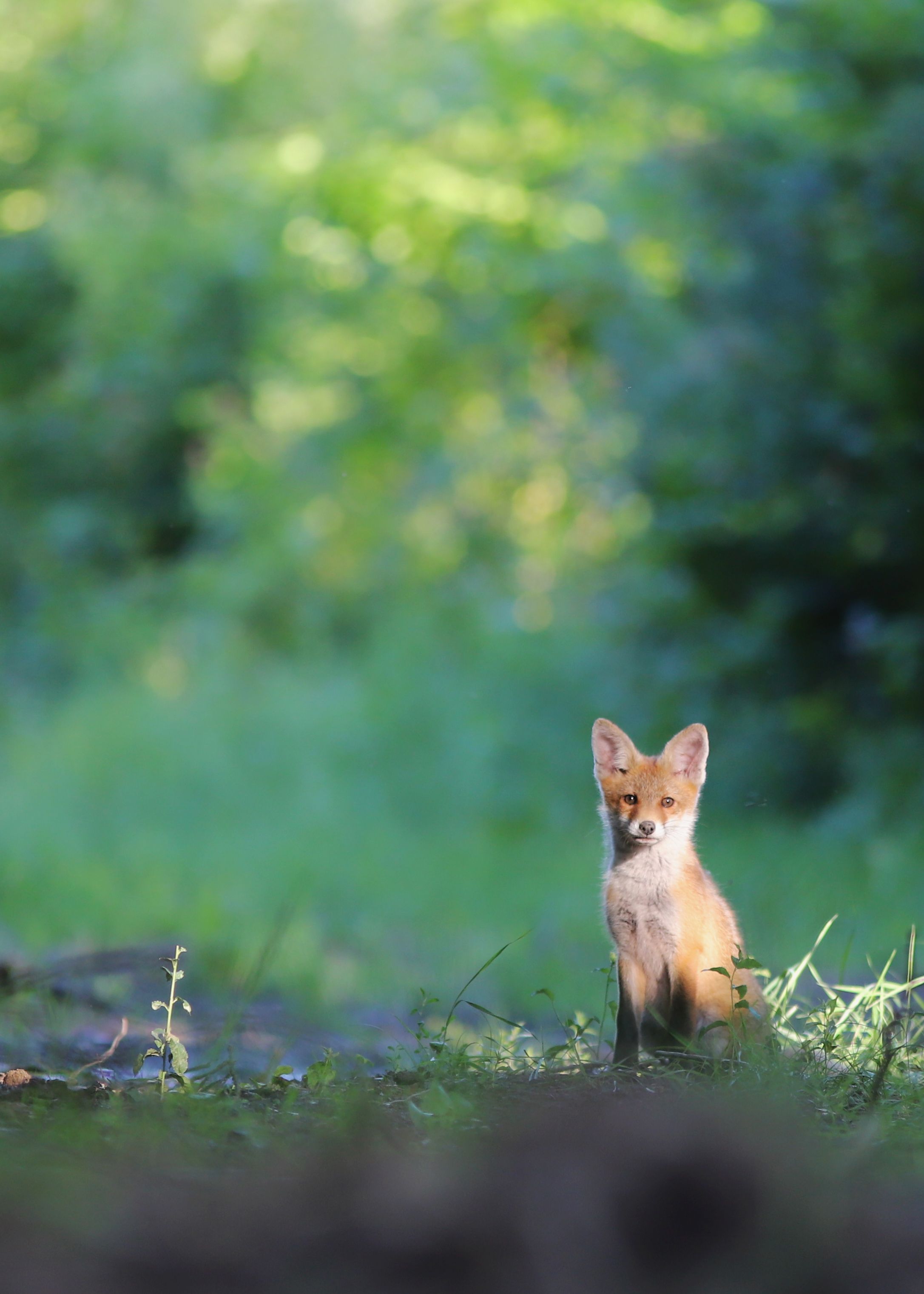 Adorable young fox sitting in a sunlit forest clearing, surrounded by lush green foliage.