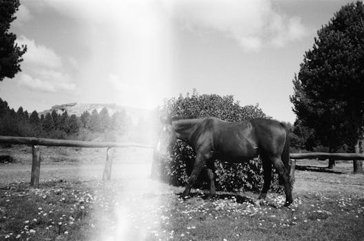 A horse stands in a rural pasture in San Carlos de Bariloche, Argentina.