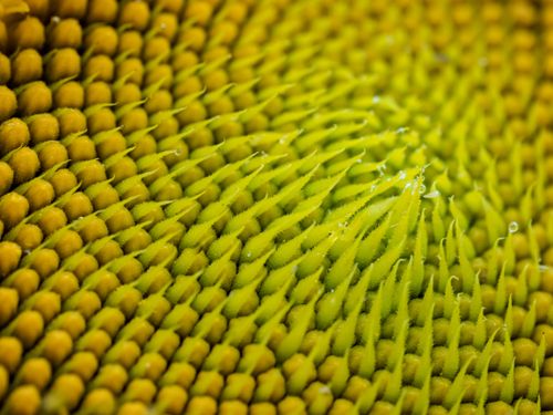 Free Heart of the Sunflower Stock Photo