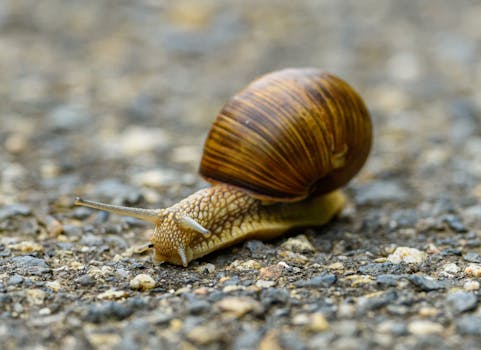 Detailed photo of a snail navigating a rocky pavement with its shell prominently visible.