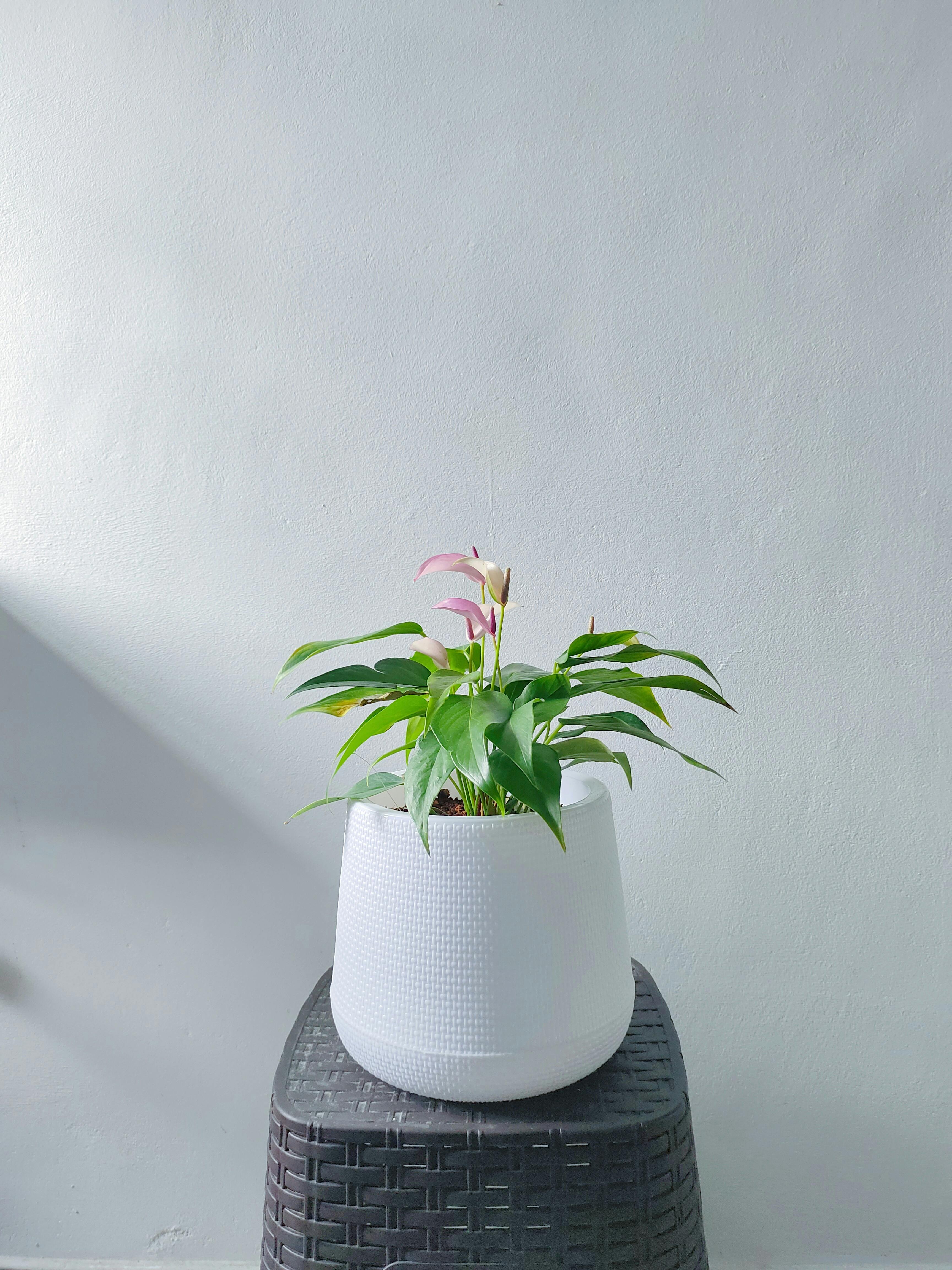 Minimalist indoor potted plant with vibrant green leaves and flowers on a wicker-textured stool against a white background.