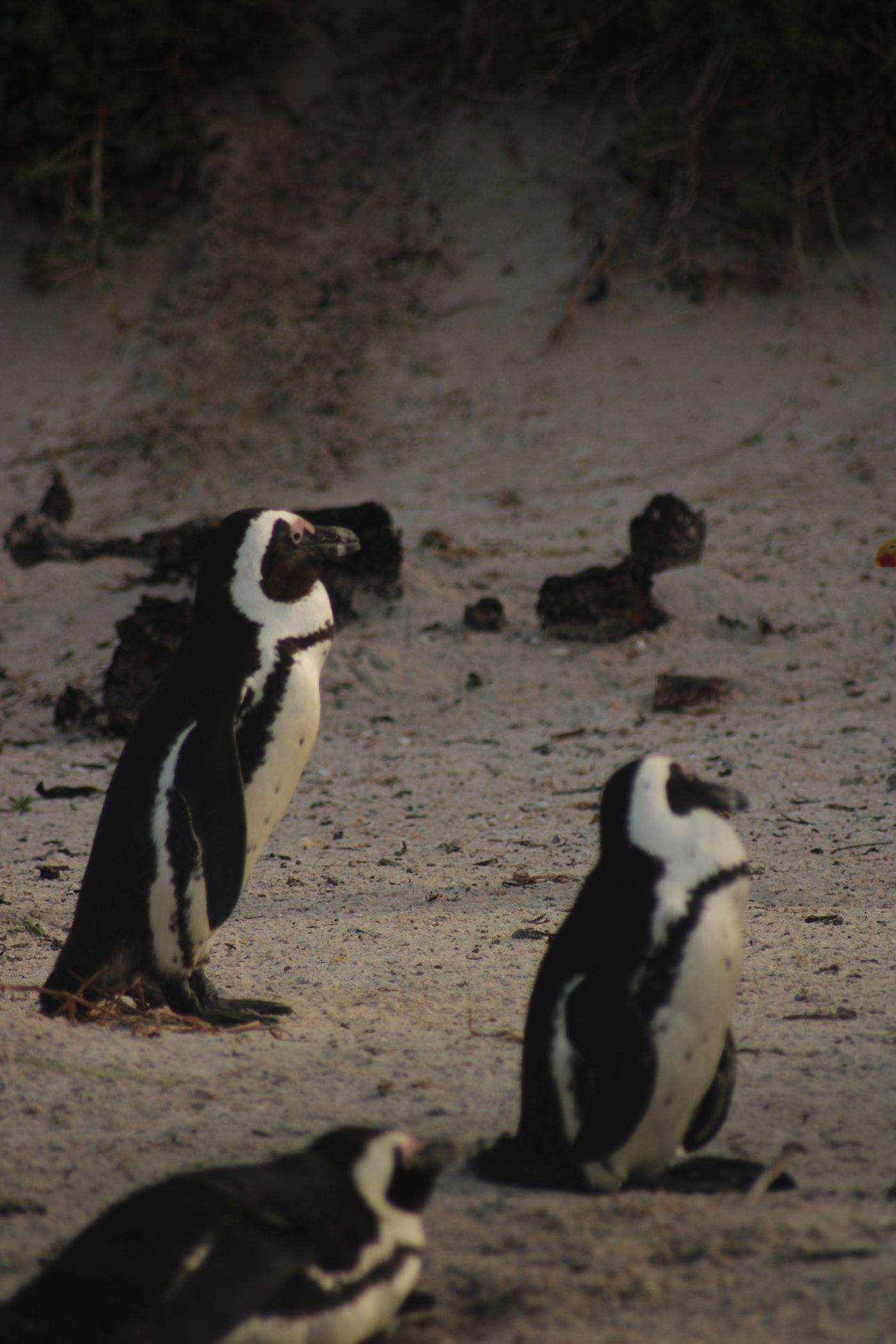African penguins on the sand at Boulders Beach, Cape Town