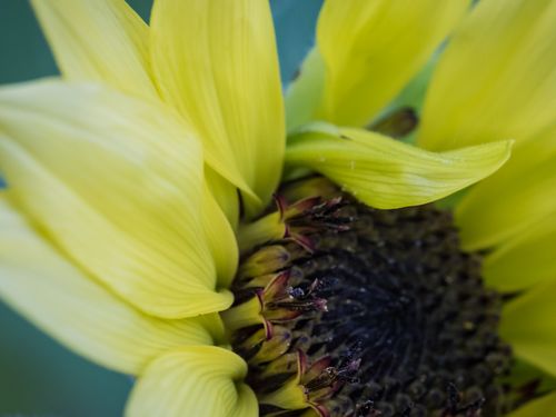 Free Sunflower Symphony Stock Photo