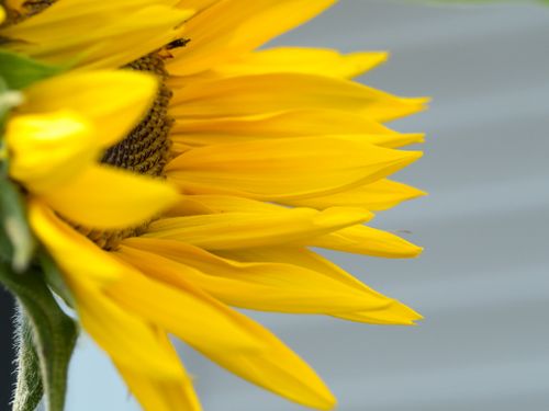Free Bee Happy: A Sunflower Macro Photograph Stock Photo