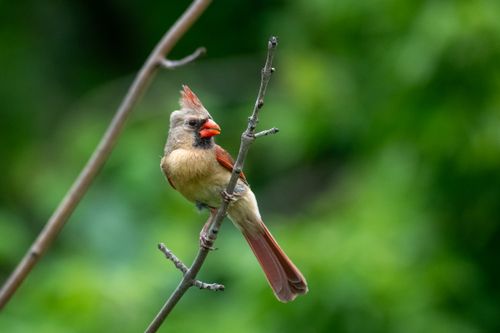 Free Capture of a female Northern Cardinal on a branch with a lush green background. Stock Photo