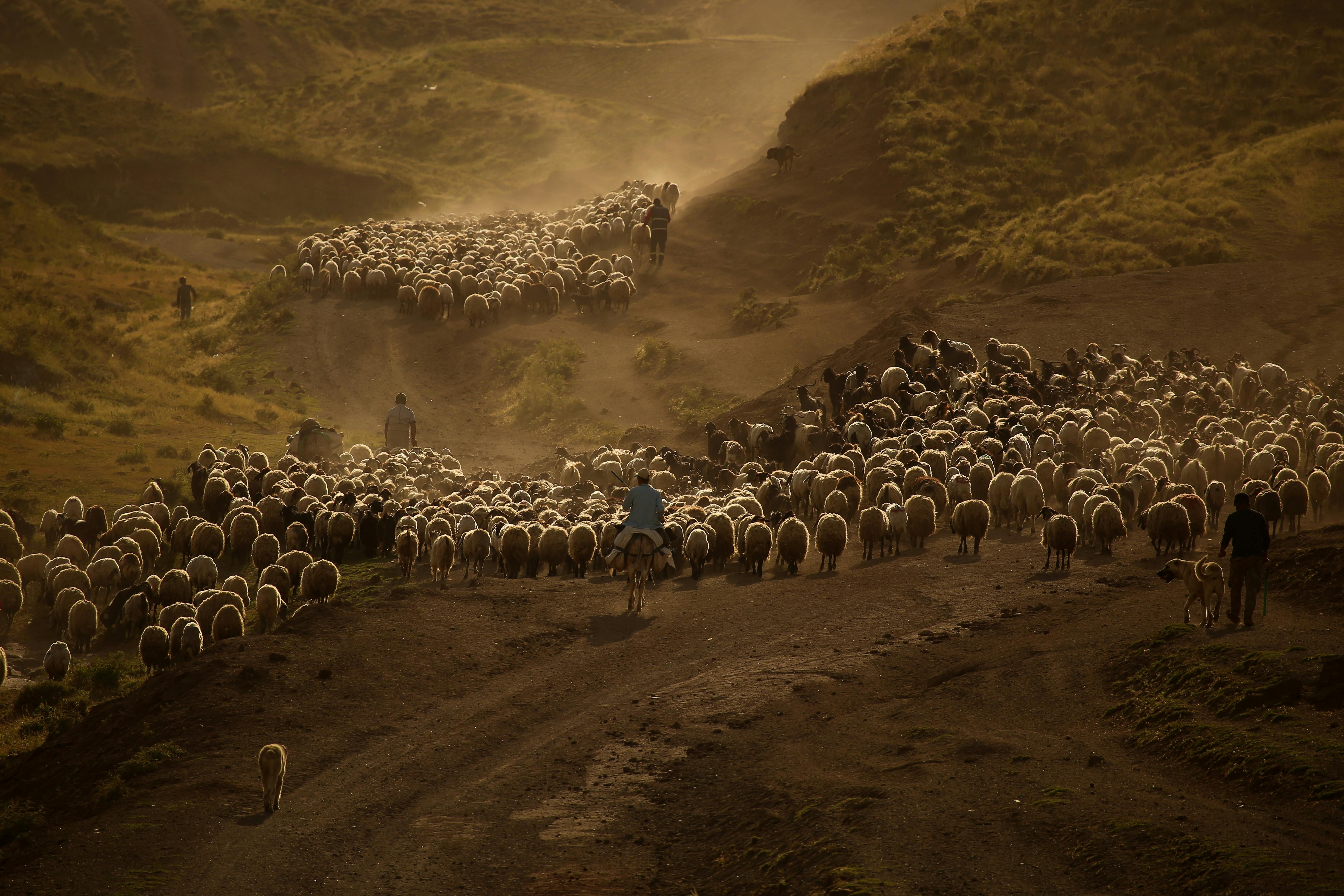 Shepherds on Horses Leading Flock of Sheep