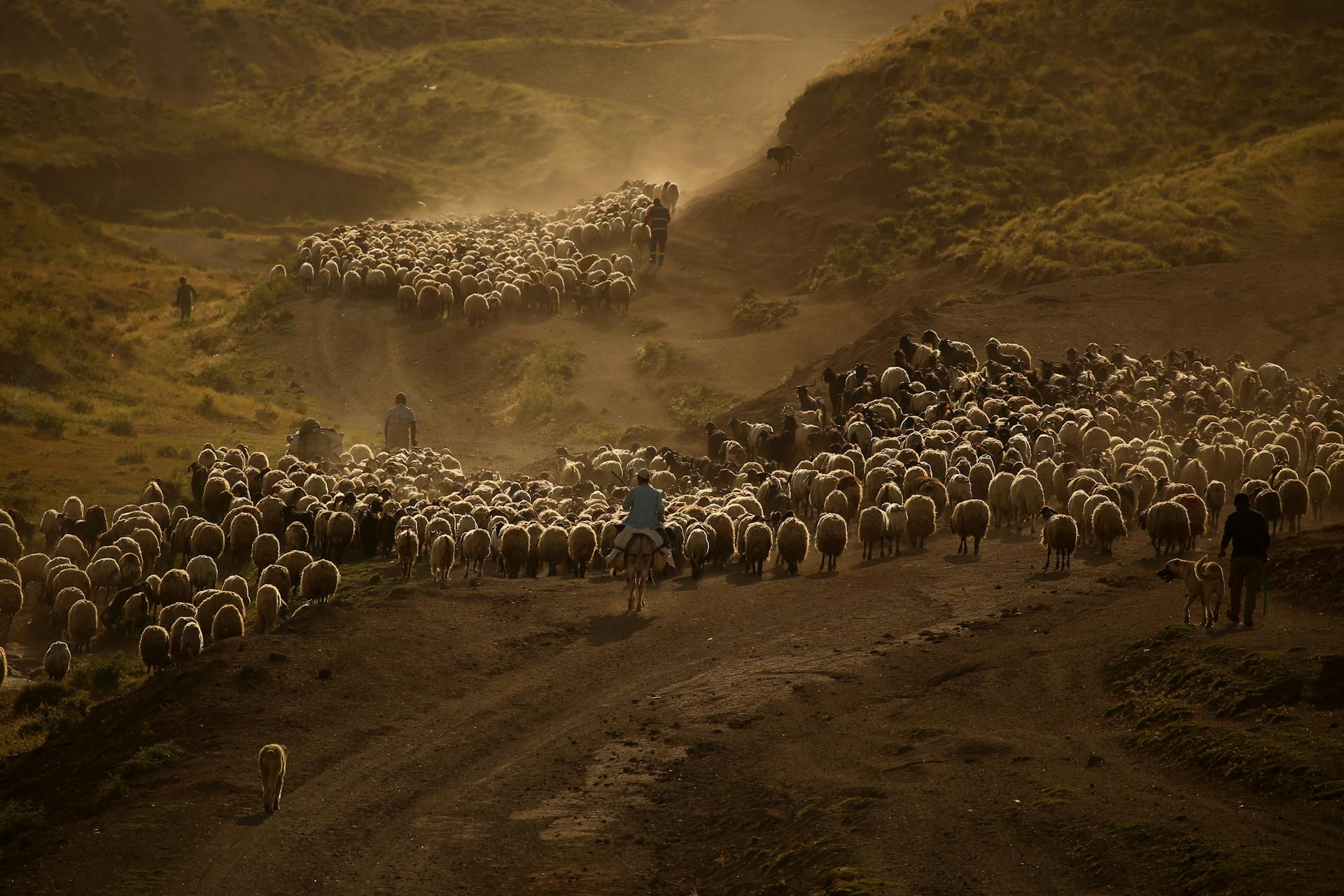 Shepherds on Horses Leading Flock of Sheep