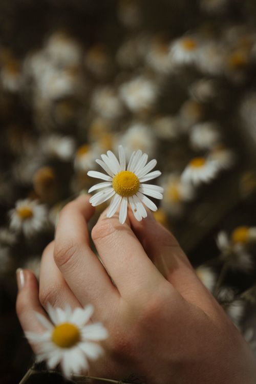 Free Close-up of a hand holding a white daisy with blurred background, symbolizing growth and spring beauty. Stock Photo