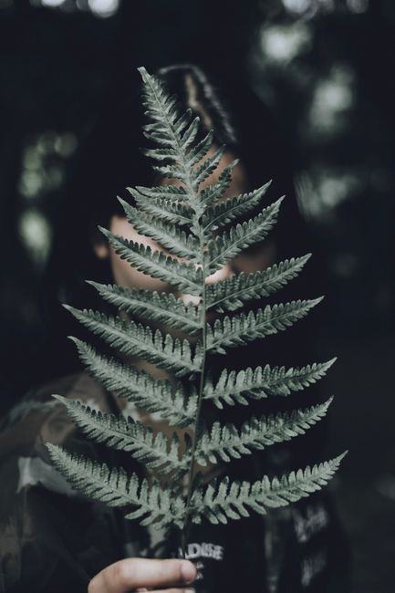 A person holding a fern frond concealing their face, creating an intriguing mysterious vibe.