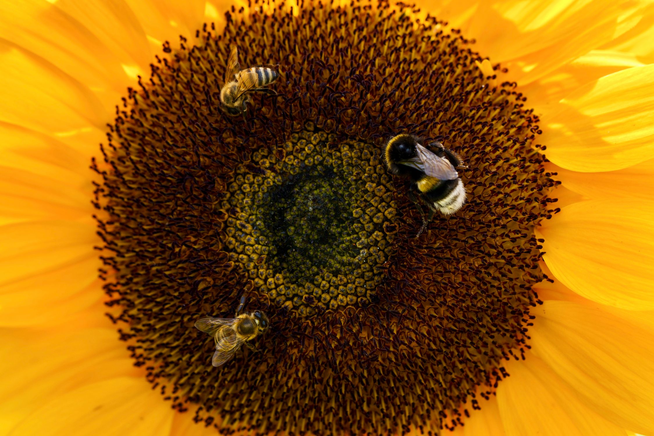 Nectar Collection Bees Collecting Nectar from a Flower · Free Stock Photo