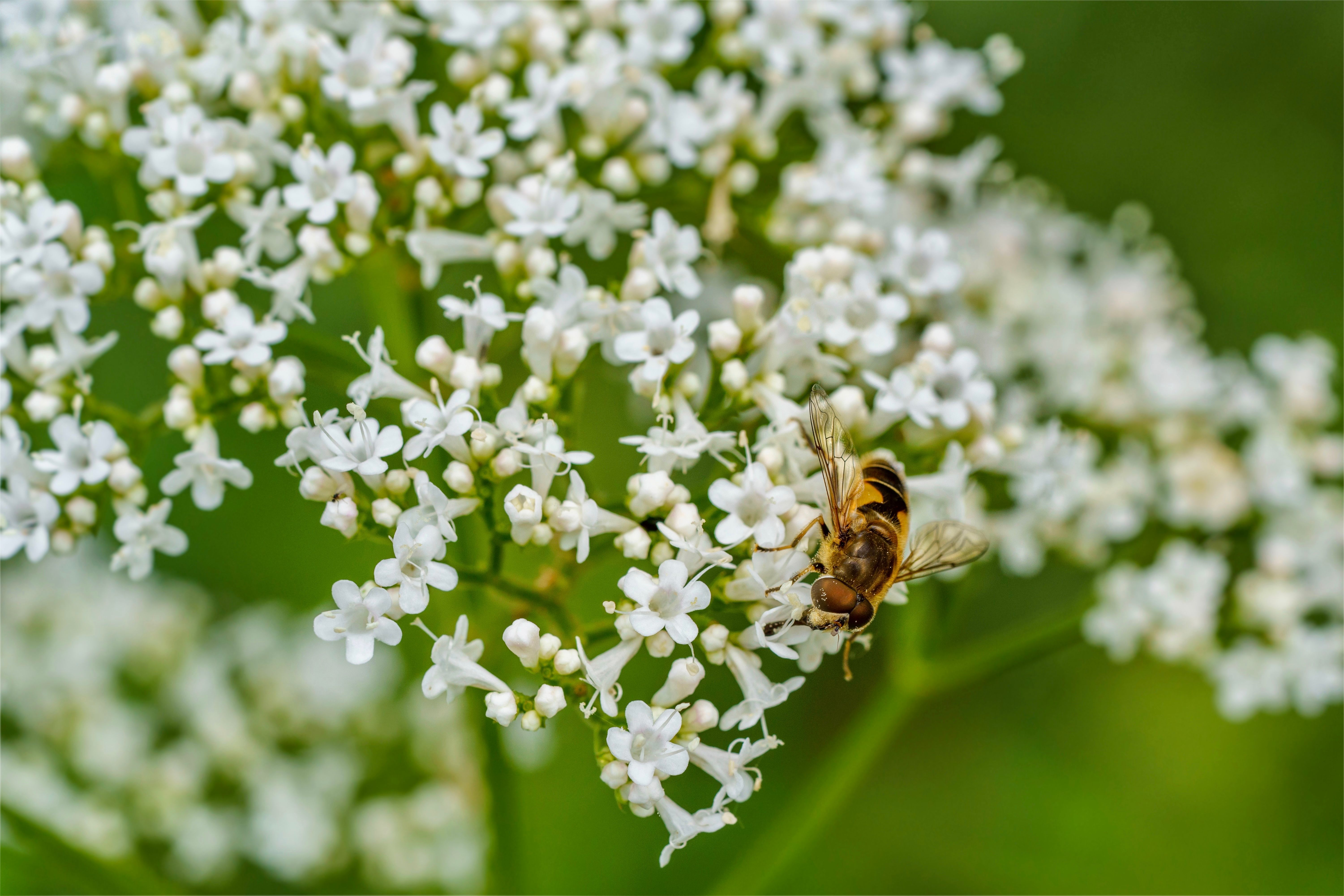 Valeriana