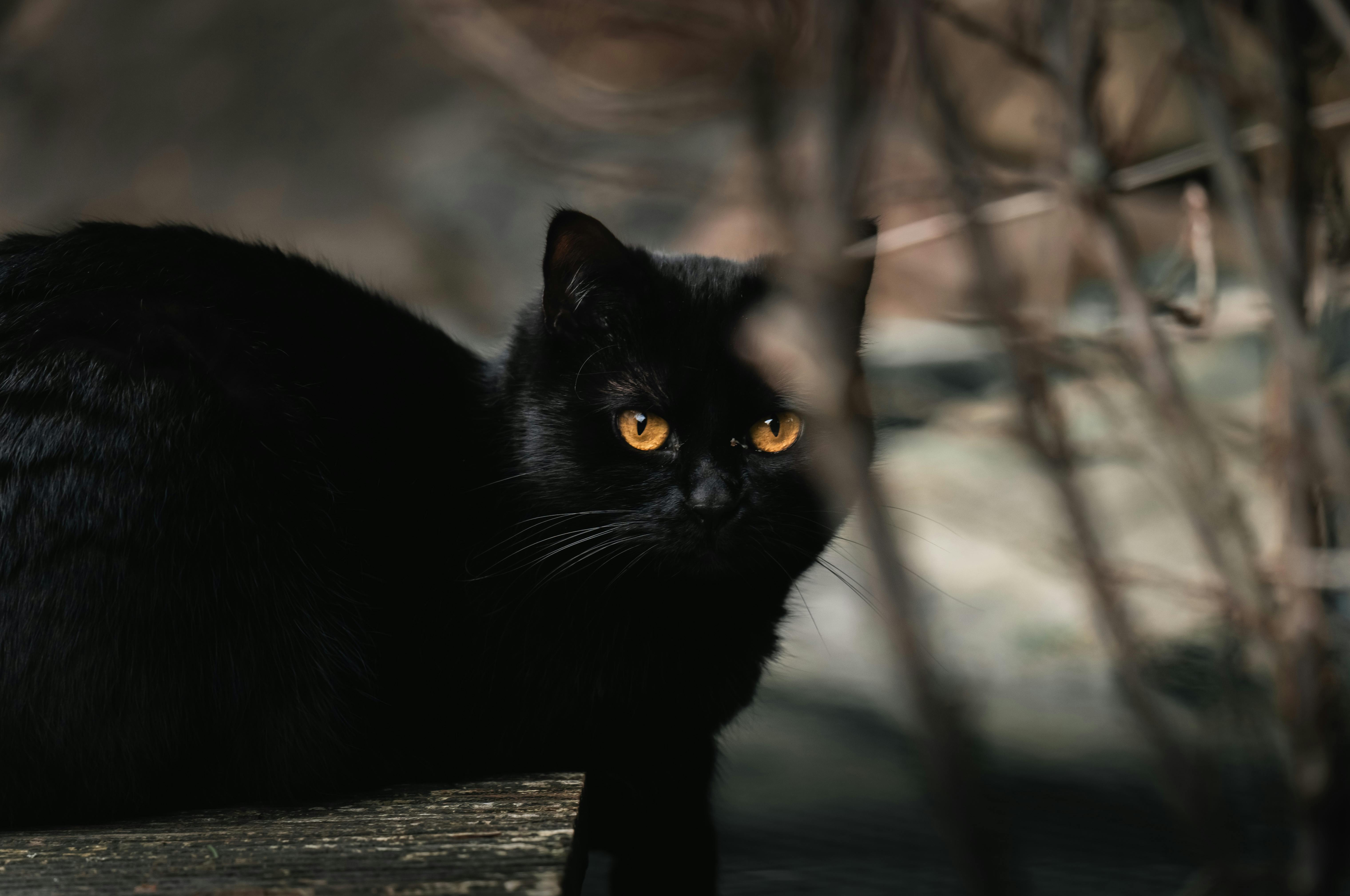 black cat staring