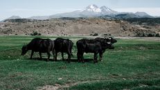 Water buffaloes grazing in a scenic Kayseri landscape with Mount Erciyes in the background.