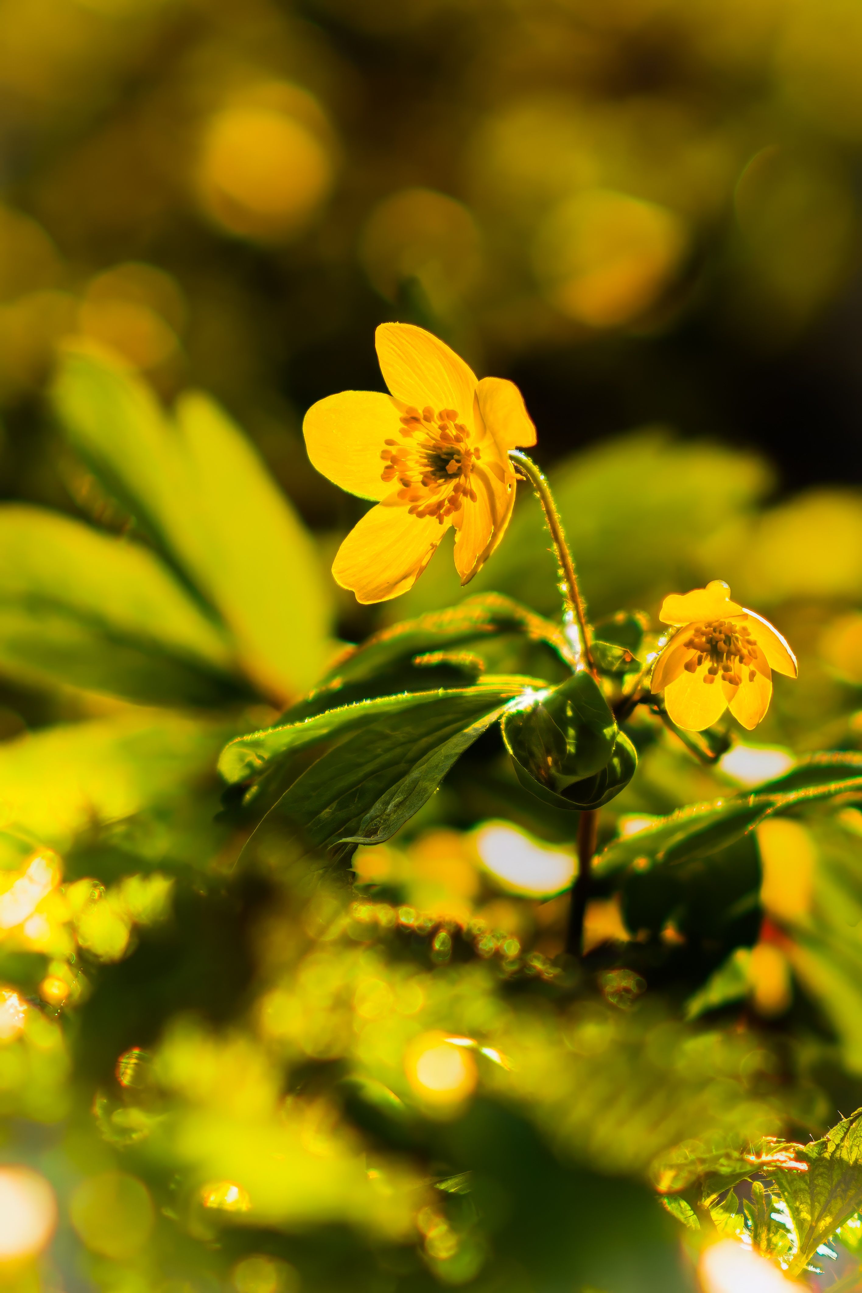 Single Flower Spring Photos, Download The BEST Free Single Flower ...