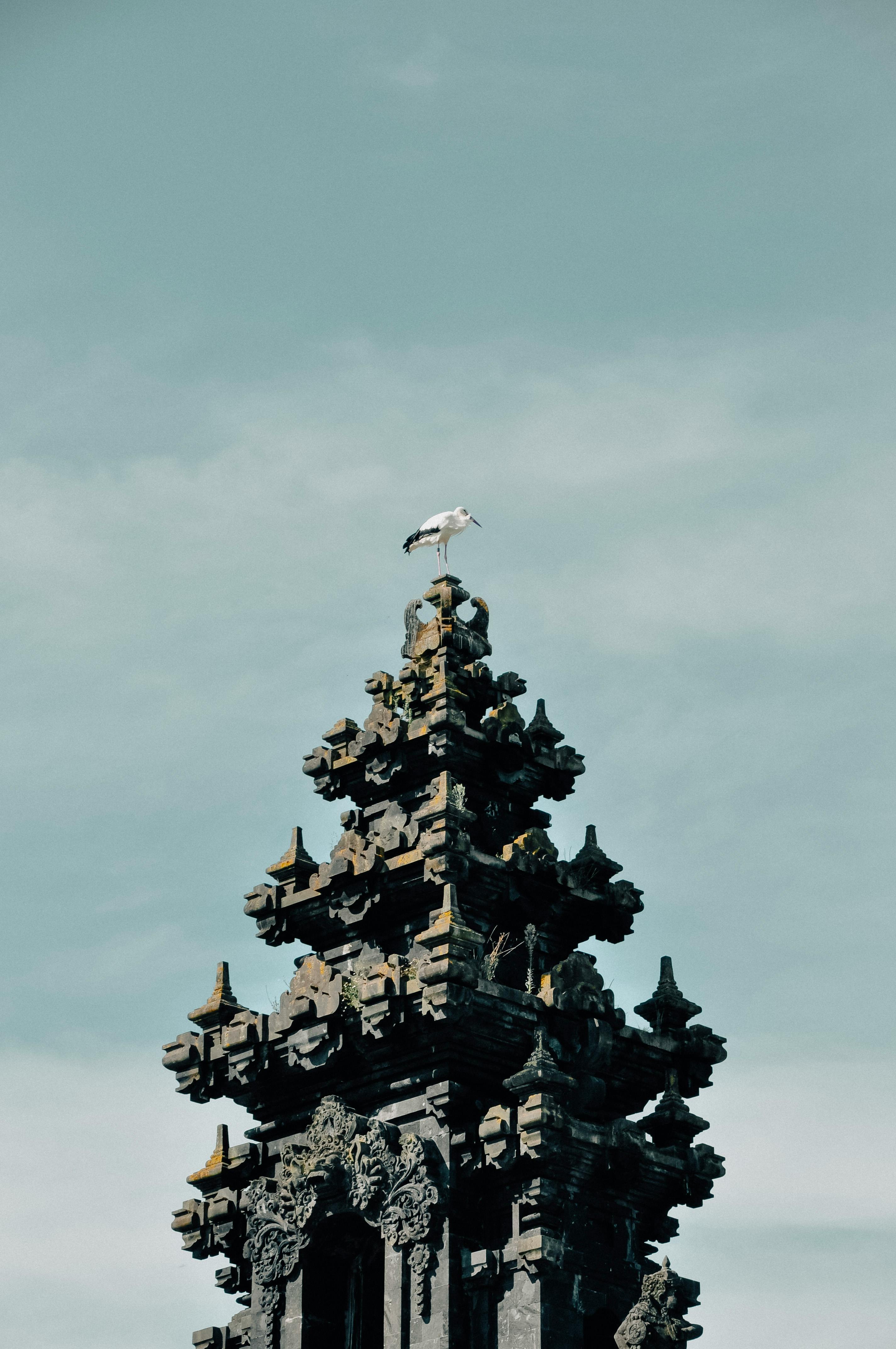 white stork perching on top of an ancient tower