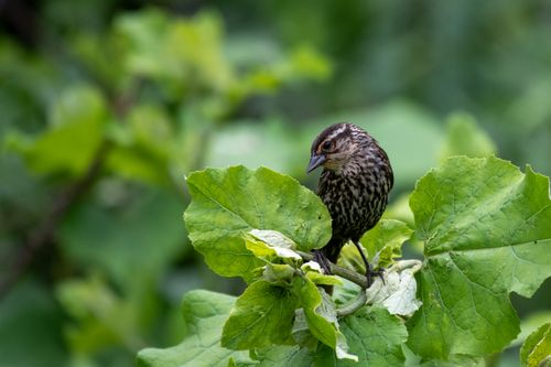 Free Close-up of a red-winged blackbird perched amidst lush green leaves. Stock Photo