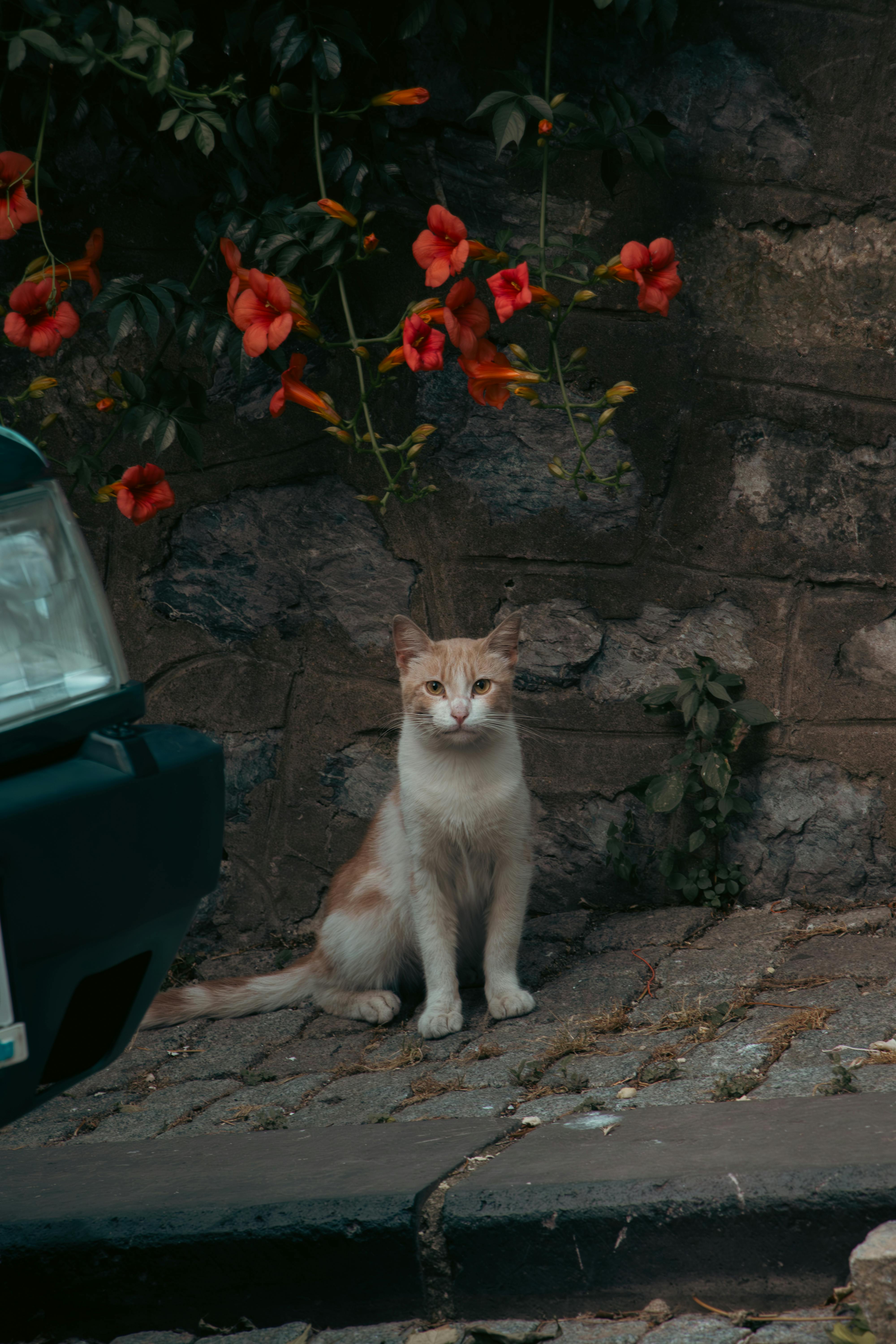 A domestic cat sits near colorful flowers against a stone wall in Istanbul, Turkey.