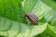 Close-up of a Colorado potato beetle feeding on a green leaf in nature.