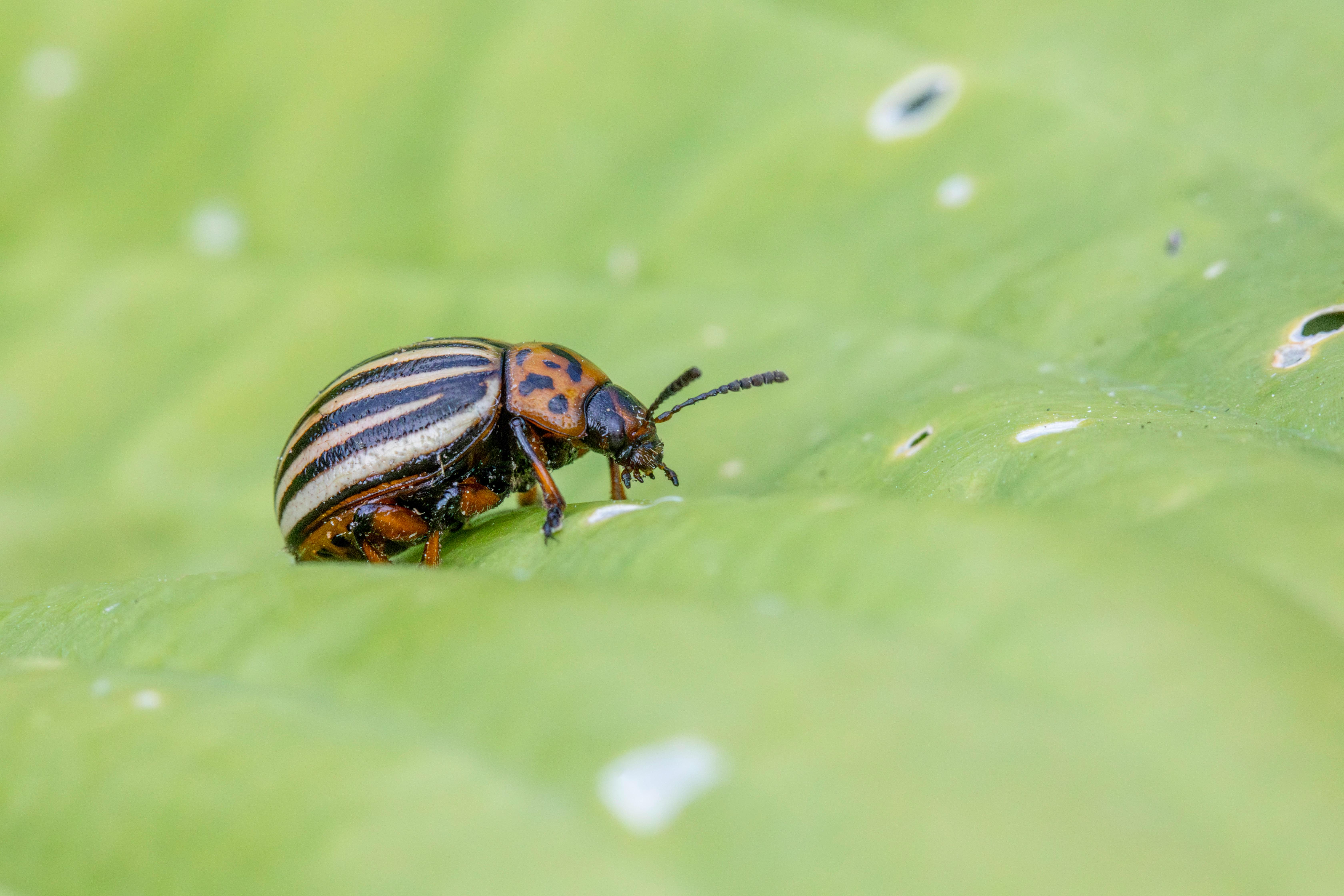 Detailed image of a Colorado Potato Beetle on a green leaf showing beetle's stripes.