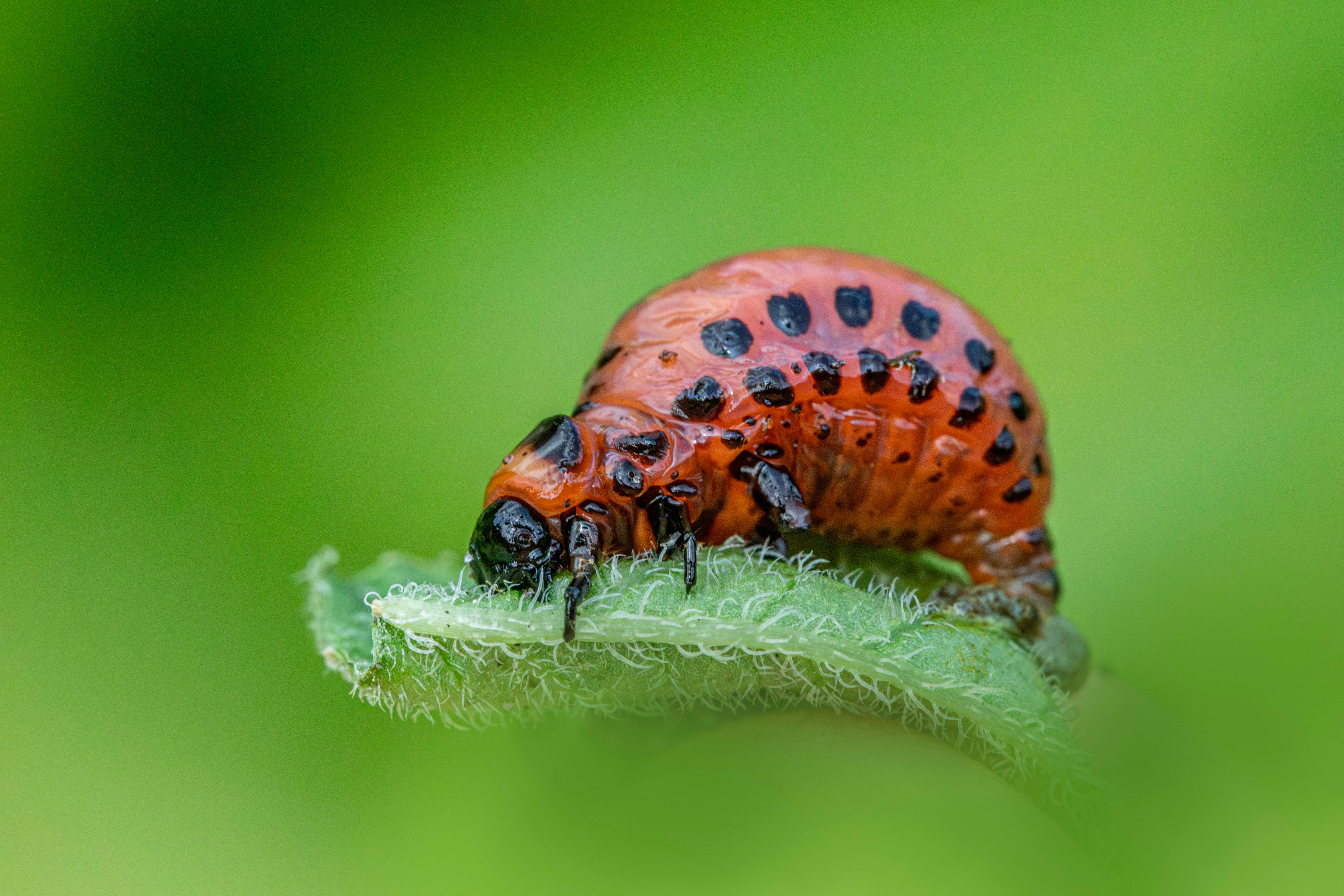 Manejo Integrado de Típula (Diptera: Tipulidae) en Cultivos de Lechuga