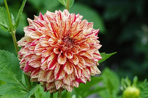 Beige-and-red Petaled Flower