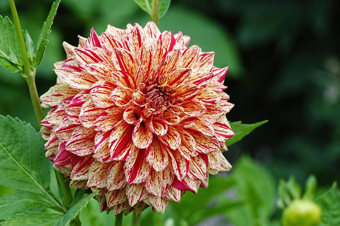 Beige-and-red Petaled Flower