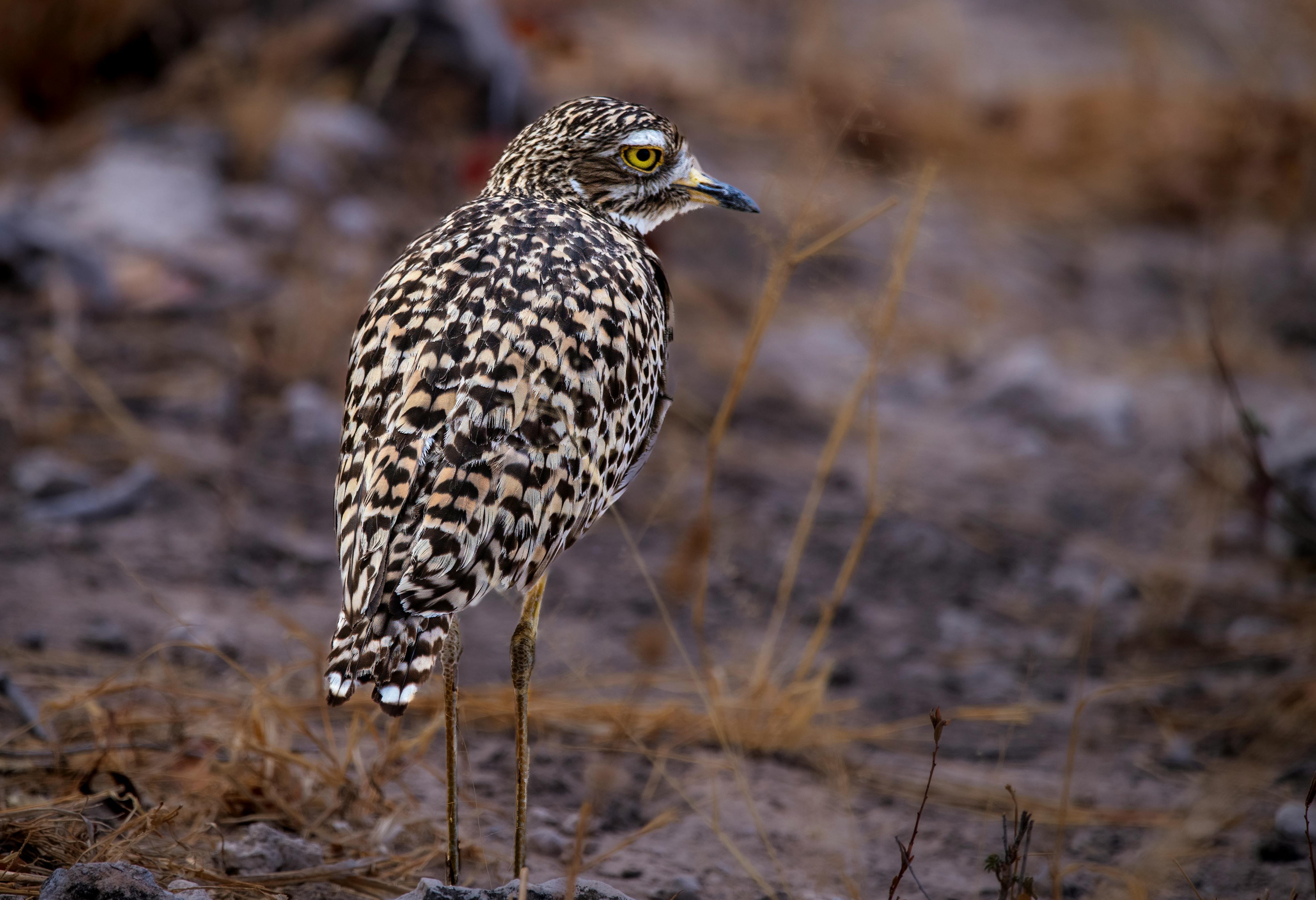 close up of a spotted bird