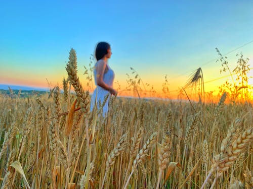 Foto stok gratis anak perempuan cantik, bidang, gandum
