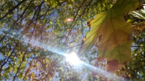 Δωρεάν στοκ φωτογραφιών με δέντρο, ελαφρύς, εστιάζω