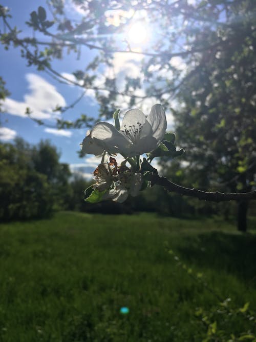 Ingyenes stockfotó alma, almafa, fa témában