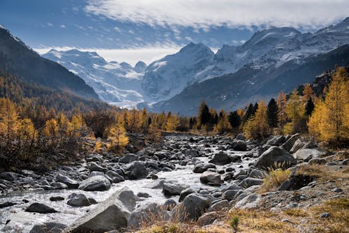 River Between Beige Pine Trees