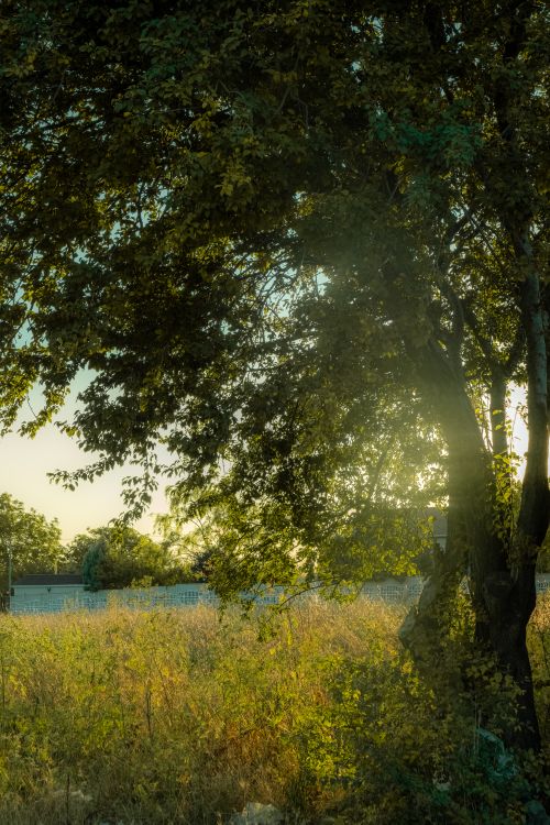 Free A serene scene of sunlight filtering through a tree in a grassy meadow, capturing nature's tranquility. Stock Photo