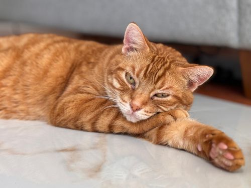 Free Close-up of a ginger cat peacefully resting on a floor, showcasing a relaxed domestic setting. Stock Photo