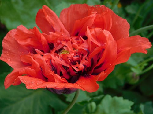 無料 赤い花のマクロ撮影 写真素材