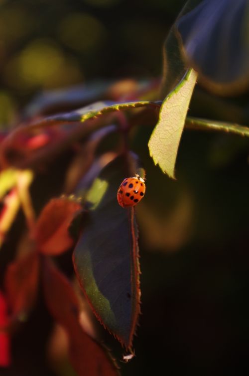 Free Close-up of a ladybug on a leaf in warm, golden light highlighting nature's beauty. Stock Photo