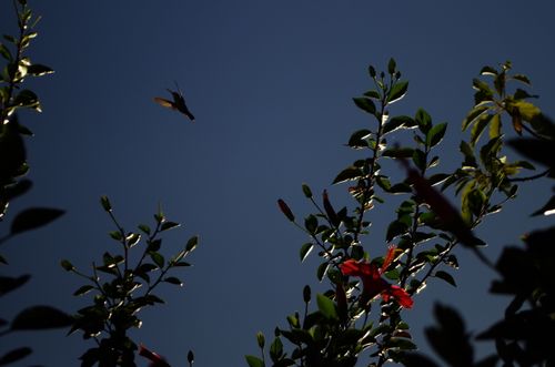 Free Hummingbirds  Stock Photo