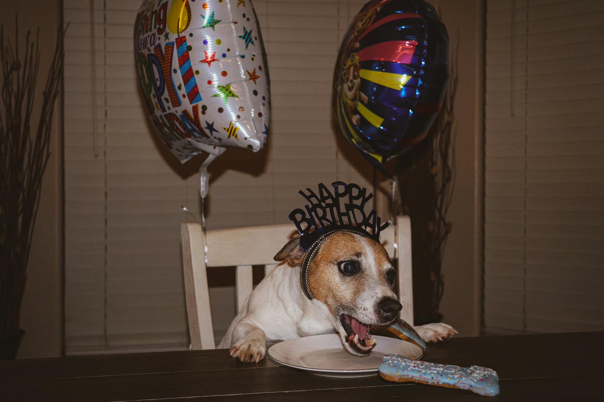 Dog Sitting on Chair Eating His Birthday Cookies with Balloons