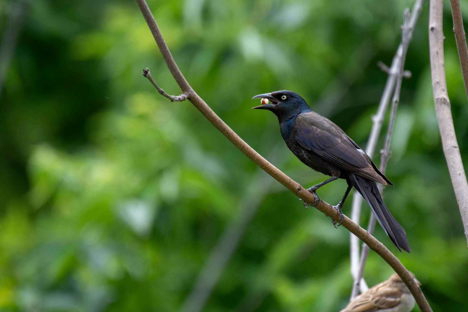 A common grackle perched on a branch with a nut in its beak, surrounded by green foliage.