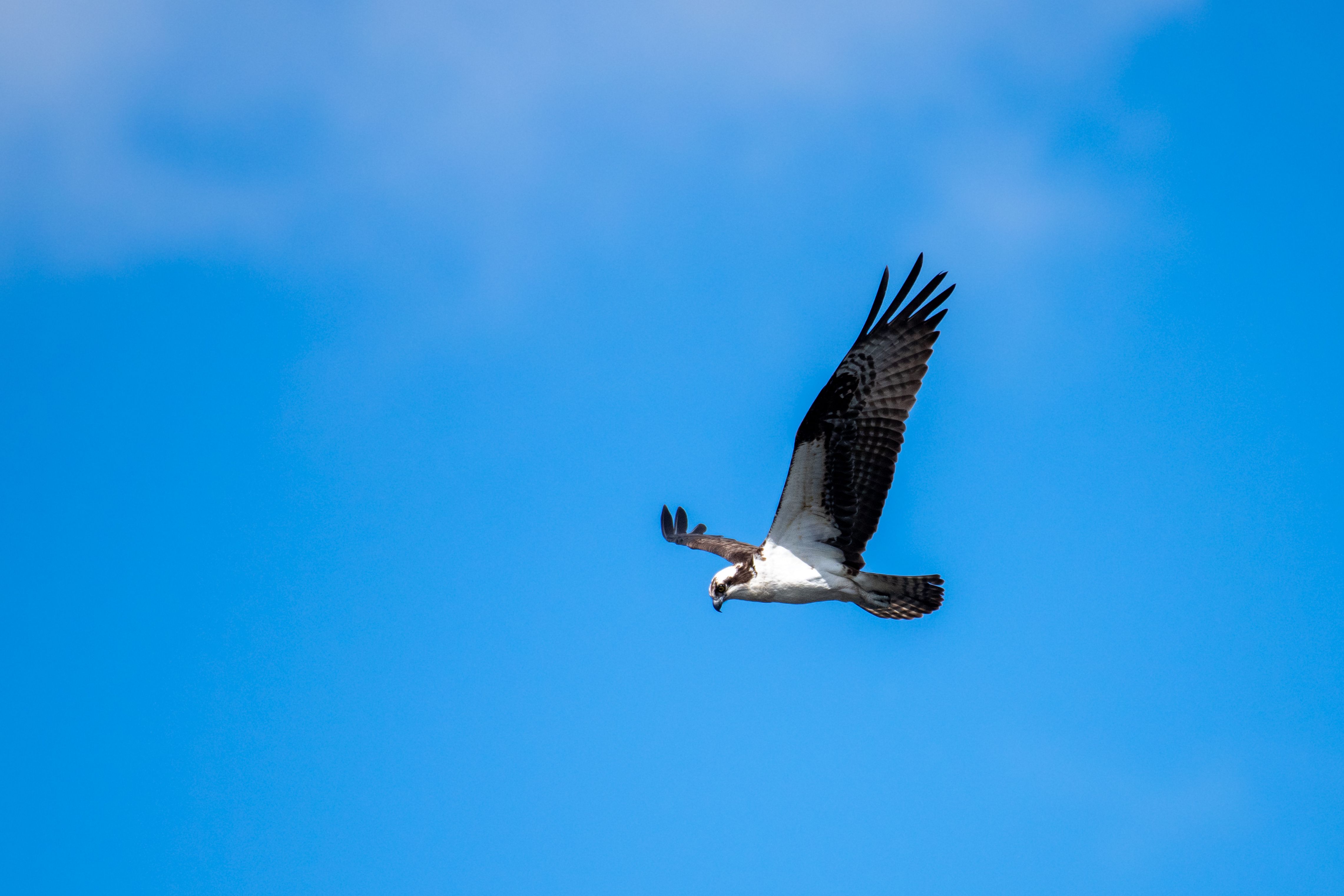Osprey Bird in Mid Air with Wings Spread · Free Stock Photo