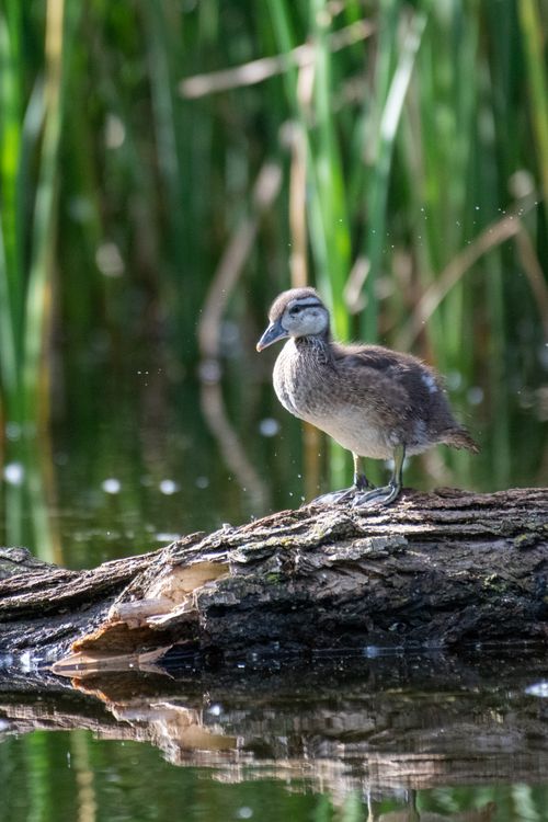 Free Charming duckling resting on a log in a peaceful wetland environment, surrounded by nature. Stock Photo