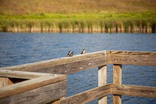 Three Barn Swallows Sitting on Floating Pier Wood Dock Marsh Swamp Natural Wetland Reserve Birds
