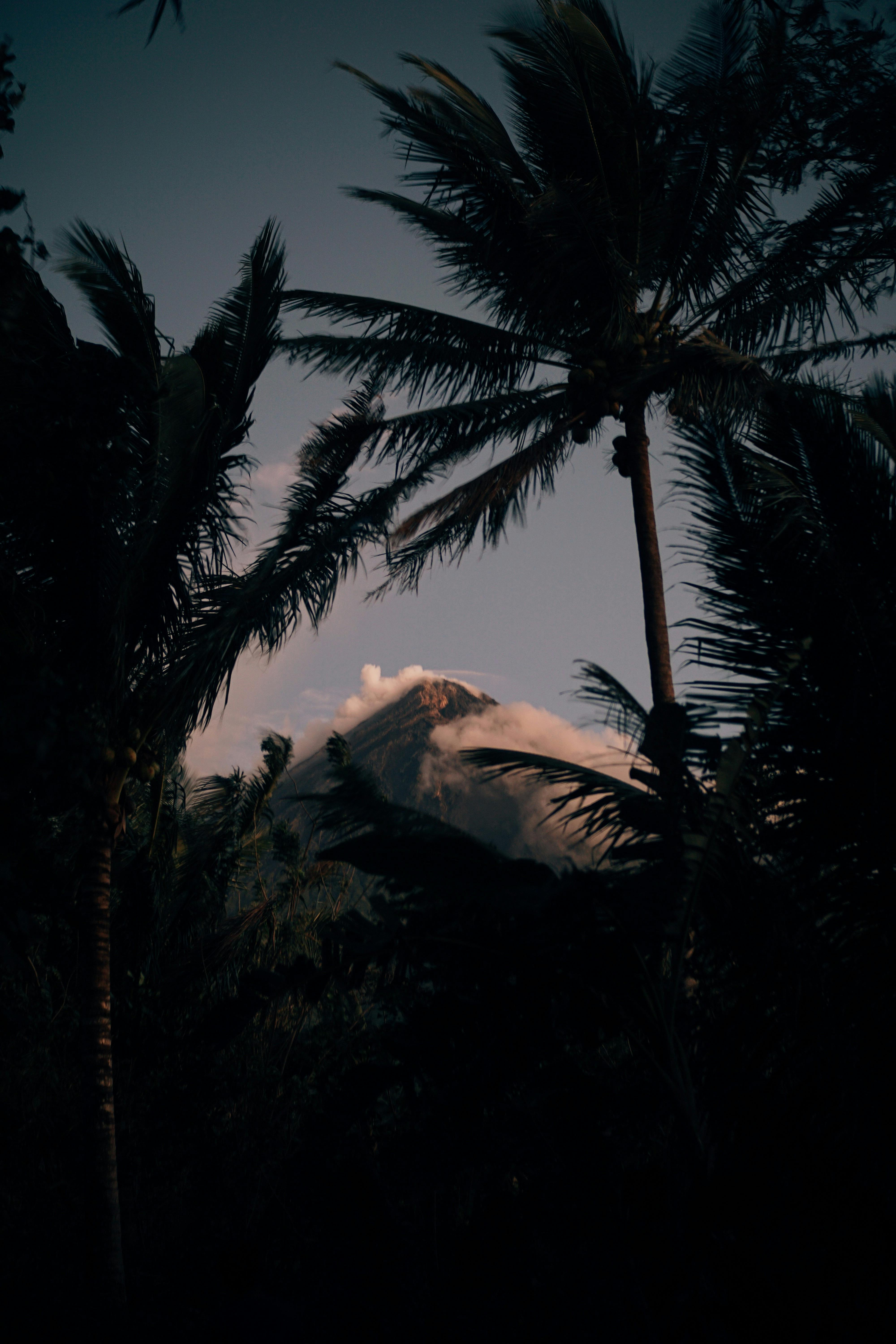 A serene scene of a mountain surrounded by palm trees at dusk, capturing nature's tranquil beauty.