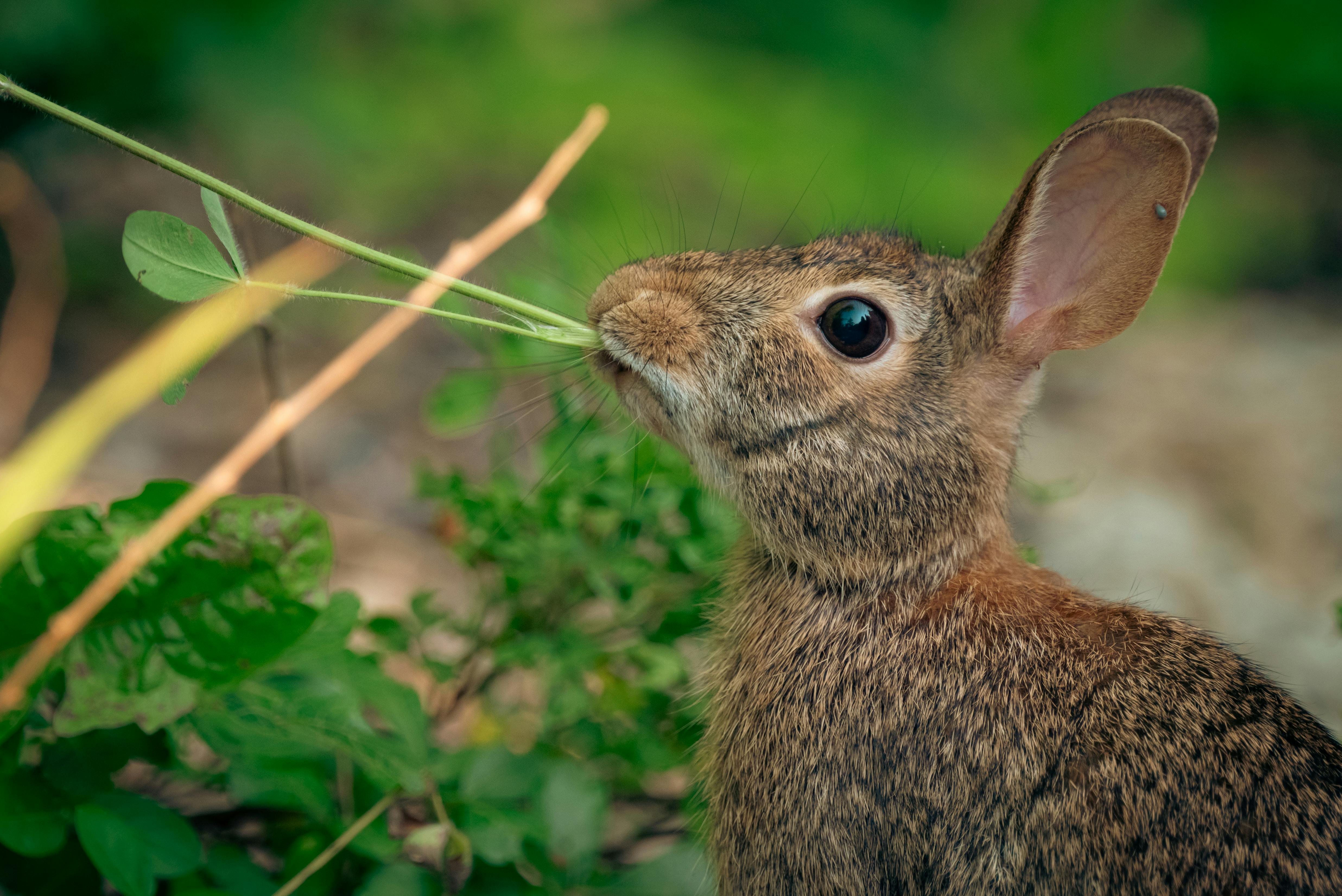 A rabbit is eating grass with its mouth open