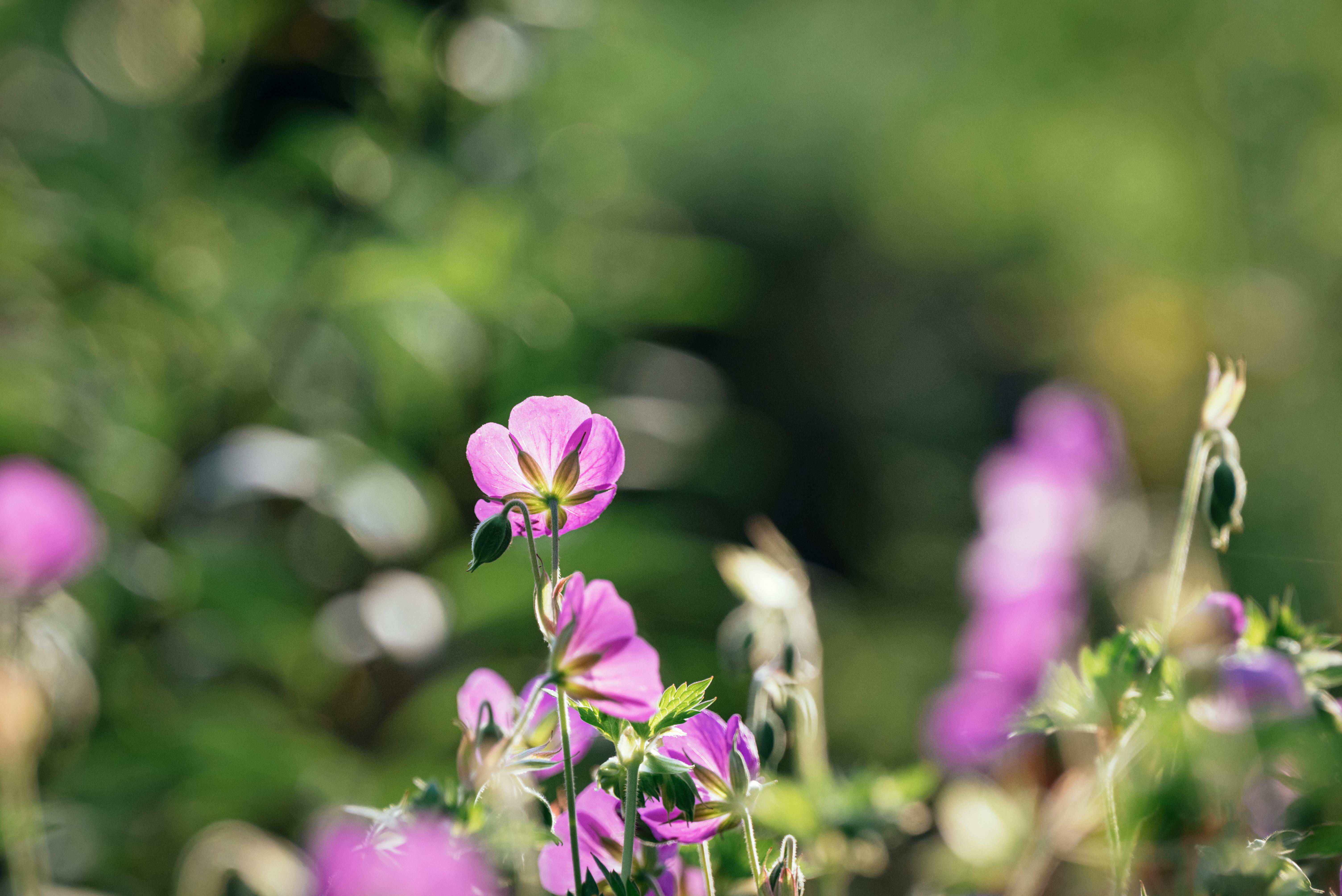Les bienfaits des fleurs CBD pur sur le bien-être quotidien