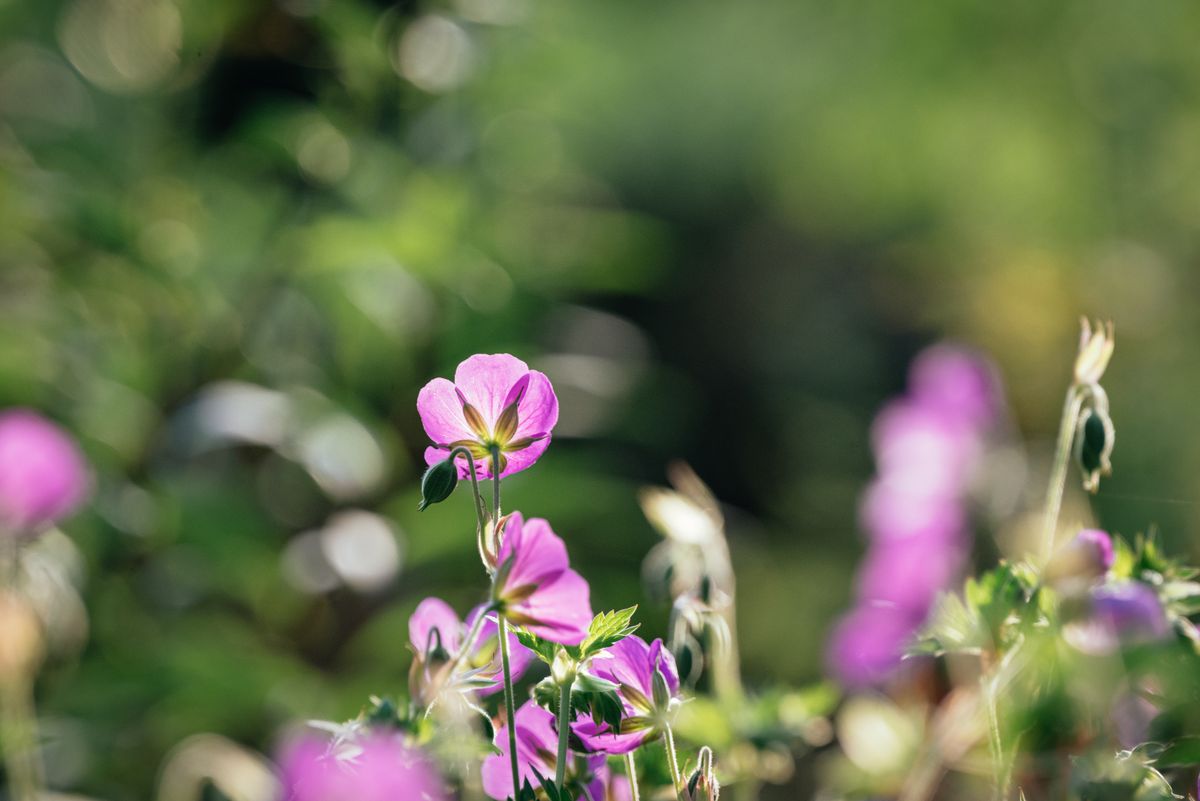 Selective Focus Photo of Purple Petaled Flowers · Free Stock Photo