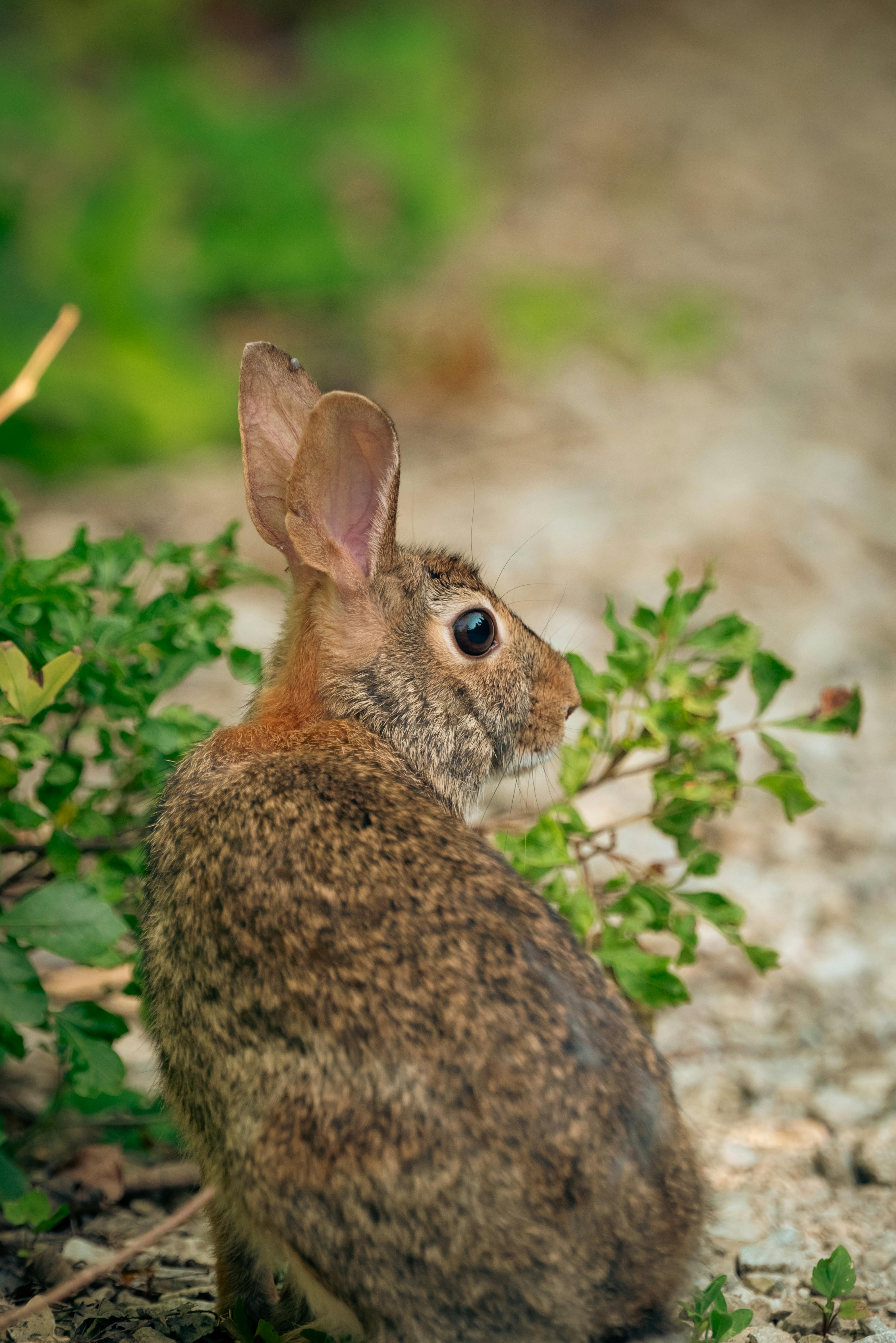 A rabbit sitting on the ground with green plants