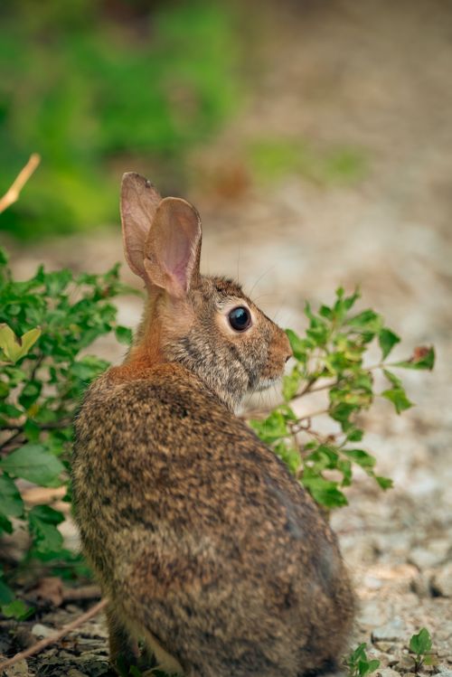 Free A solitary rabbit sitting among lush greenery, captured in a natural setting. Stock Photo