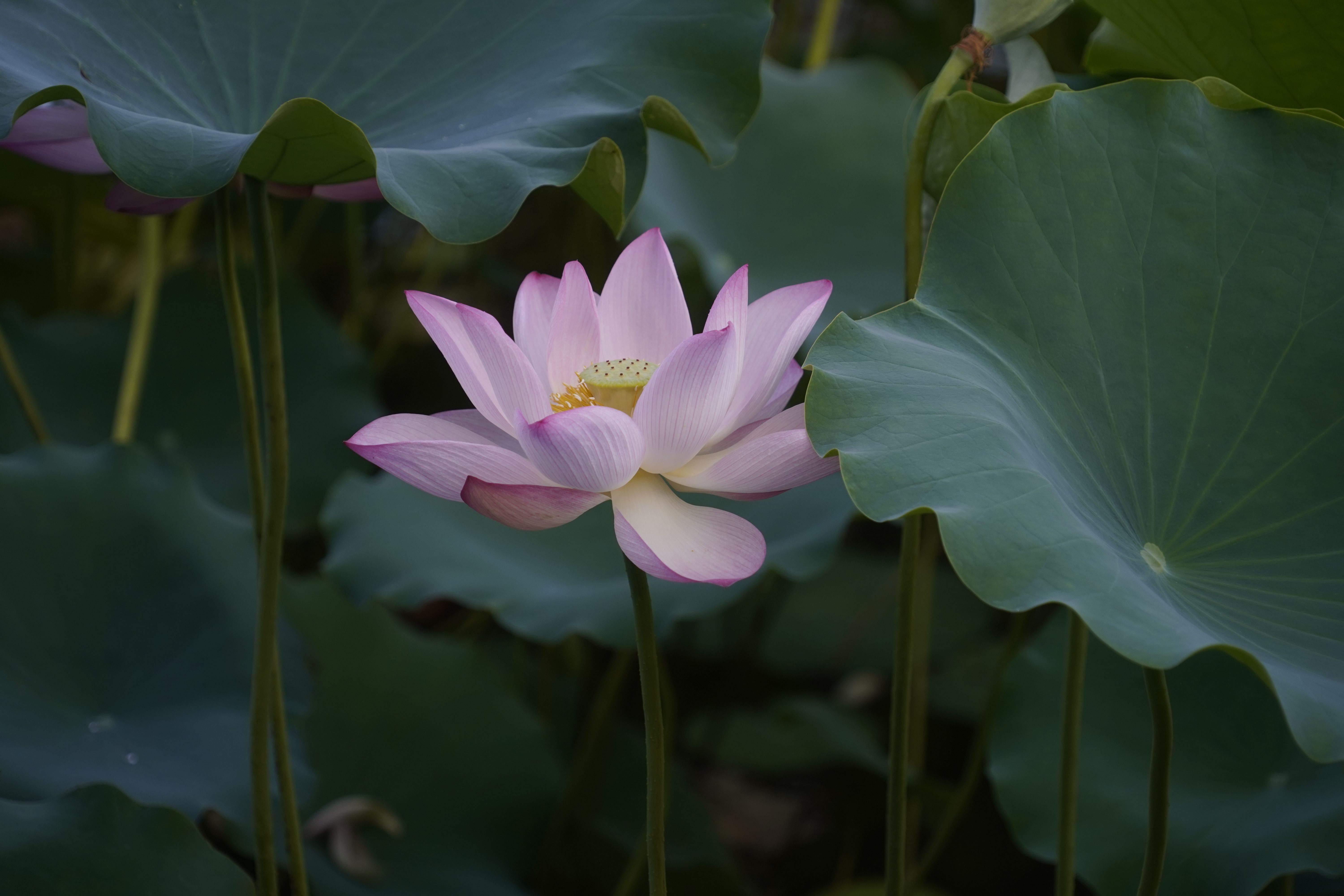 A pink lotus flower blooms in the middle of a green leafy plant · Free ...